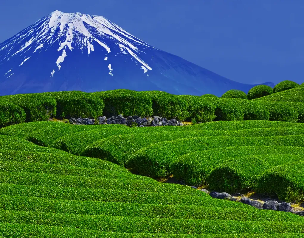 Rows of tea bushes beneath snow-capped Mount Fuji