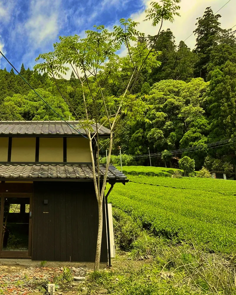 A wooden farmhouse beside a hillside of tea bushes