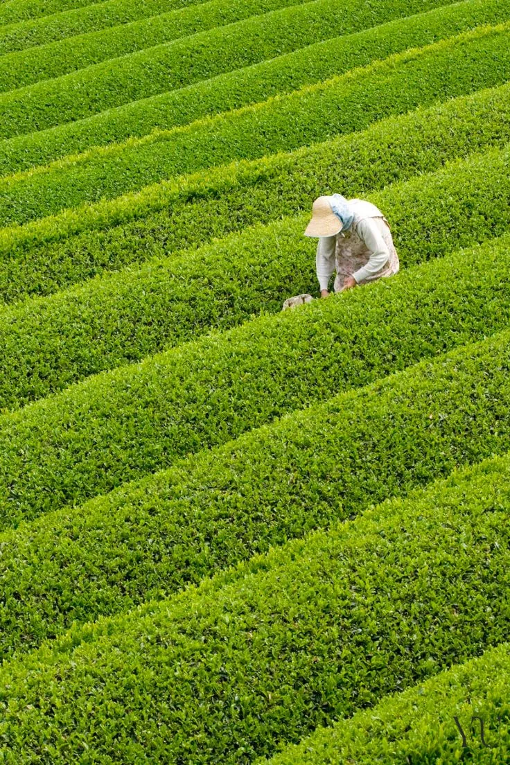 A person in a straw hat picking between rows of tea bushes