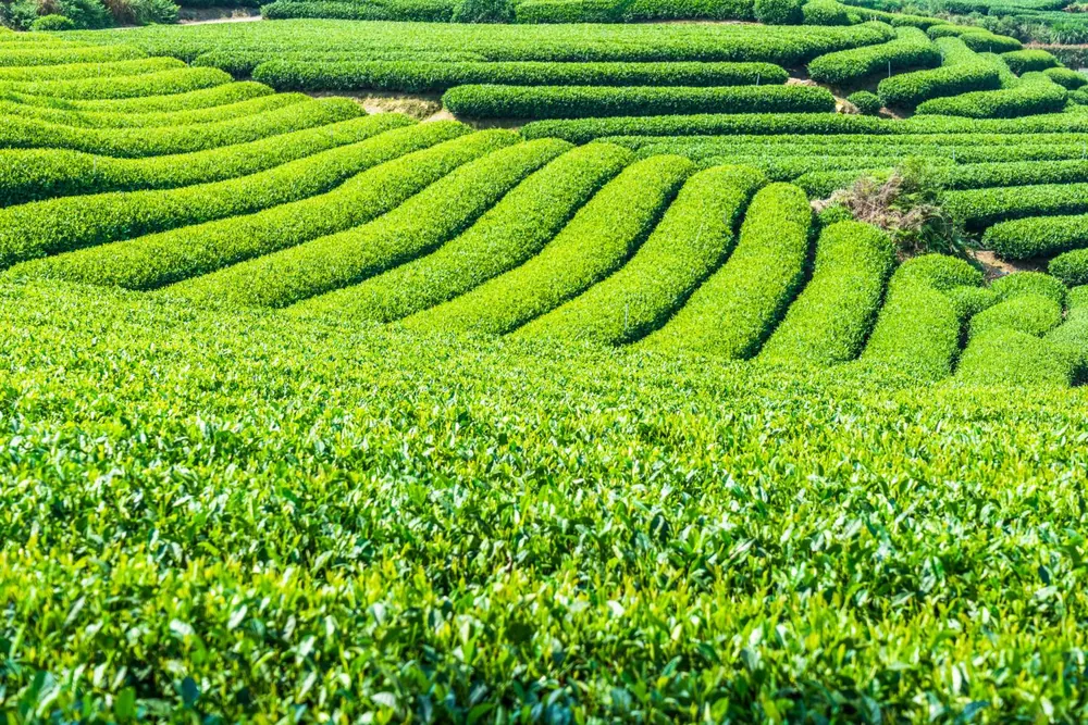 Curving rows of bright green tea bushes on a hillside