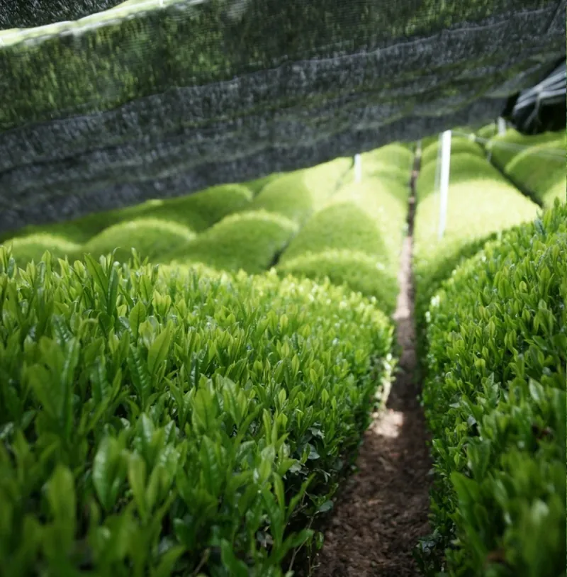 Young tea bushes growing under black shade cloth